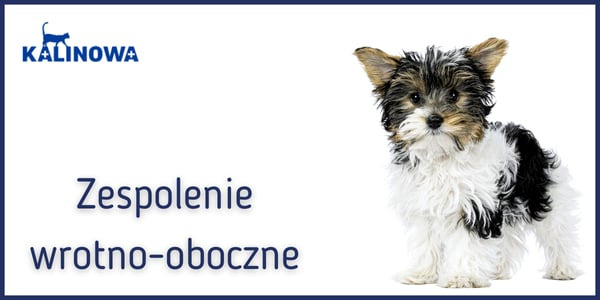 Zespolenie wrotno-oboczne u psa (ZWO) – objawy, diagnostyka i leczenie