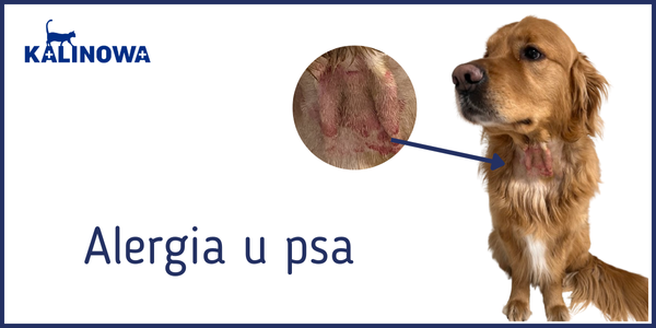 Alergia u psa – objawy, diagnostyka i leczenie