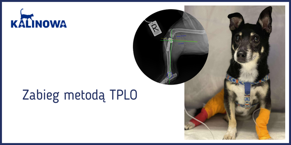 Zabieg metodą TPLO